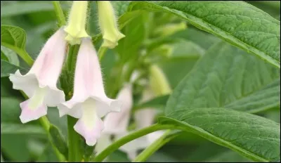 Trouve le nom de la plante, et le nom du personnage "s'ouvrira" à toi !