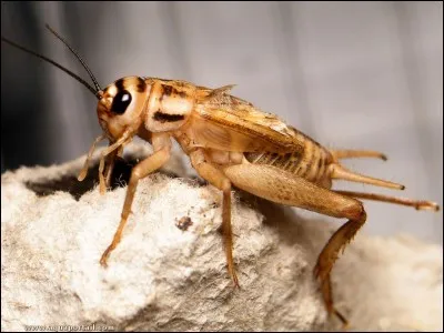 C'est l'insecte qui te suggère le nom du personnage !