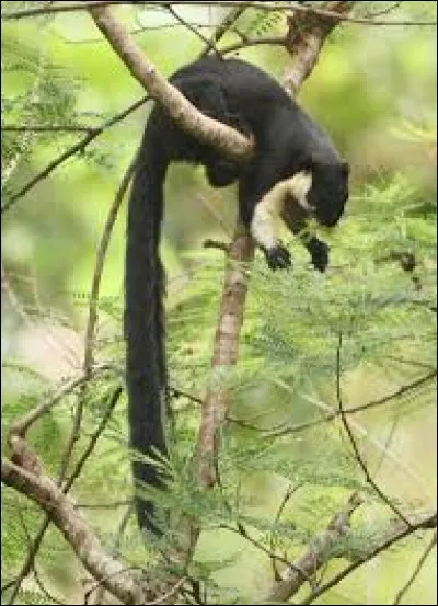 Quelle est la taille du plus grand écureuil au monde, l'écureuil géant d'Asie ?