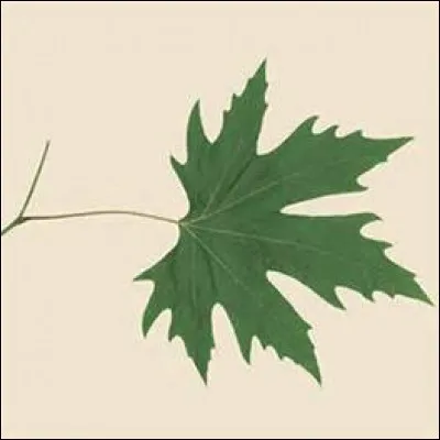 A quel arbre fréquent à Paris et au bord des routes appartient cette feuille ?