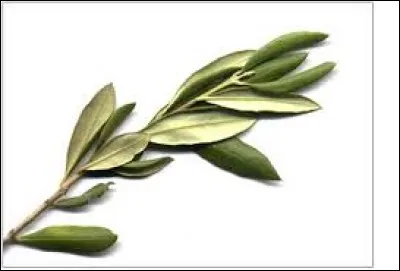 Selon la légende, avec quel arbre a-t-on fabriqué la massue d'Héracles ?