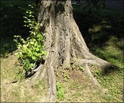 Quel arbre aux contreforts racinaires typiques et à l'écorce fissurée a des feuilles simples alternes et dentées ?