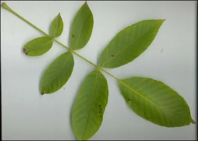 Quel arbre originaire d'Asie est aussi connu pour la valeur nutritionnelle de son fruit que pour l'usage médicinale de ses feuilles ?