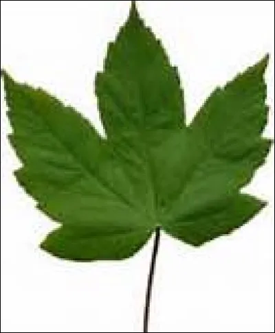 A quel arbre si cher aux Canadiens appartient cette feuille ?