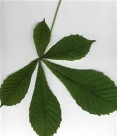 A qui appartient cette feuille composée ?