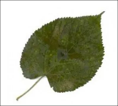 Quel arbre dont les fleurs odorantes sont utilisées en infusion a des feuilles en forme de coeur ?