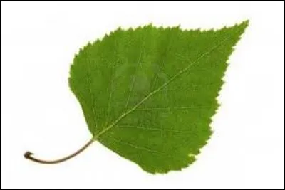 Quel arbre fréquent sur les terrils du Nord de la France et de la Belgique a une feuille simple et dentée ?