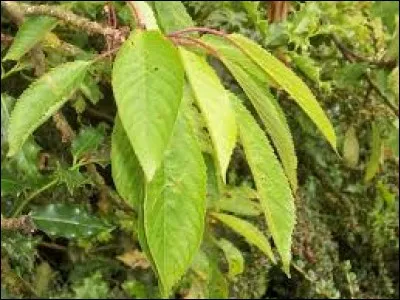 A quel arbre dont le fruit est une drupe sphérique le plus souvent rouge appartient cette feuille ?