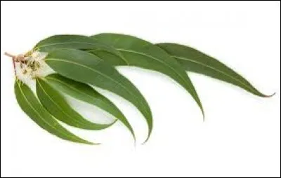 Quel arbre est connu pour être la principale source d'alimentation d'un célèbre marsupial australien ?