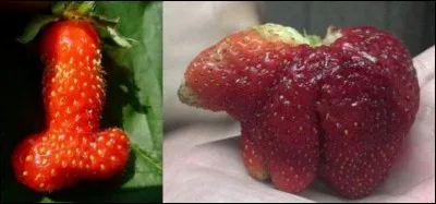 Que repr&eacute;sente la photo de droite ?