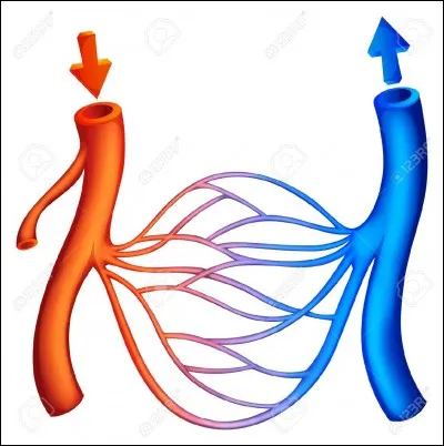 Le sang circule-t-il en sens unique ?