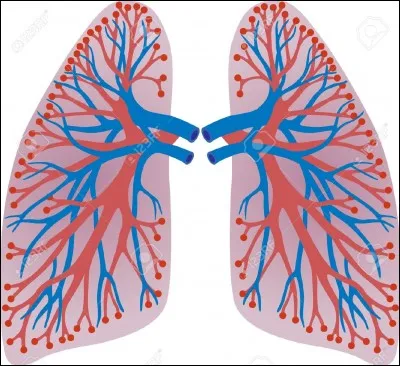 Où le CO2 est-il éliminé ?
