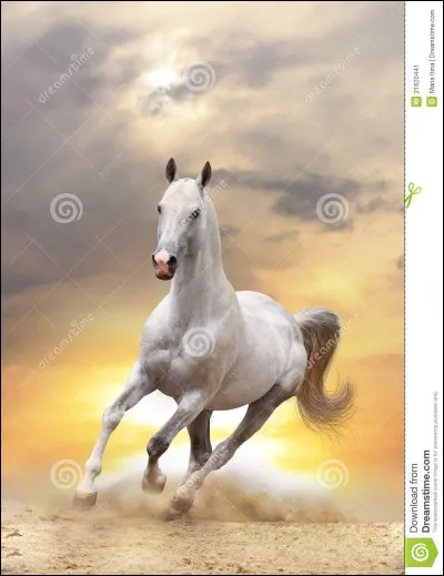 Que sont les catégories poney 3, poney 4, poney 2, poney 1, club 4, club 3, club 2 et club 1 ?