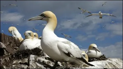 Comment s'appelle cet oiseau de mer, le plus gros d'Europe et indigène à l'Atlantique Nord ?