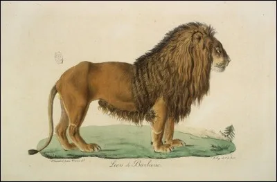 Ce lion a les dents du fond qui sèchent !