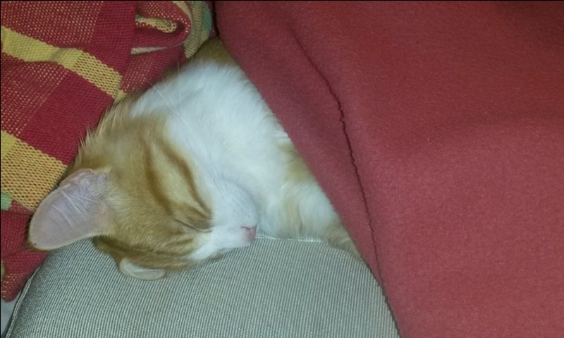 Quizz Le chat et la tortue Quiz Chats s Petite quizz