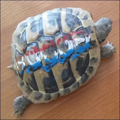 La pauvre tortue, elle a été accueillie le jour de la Coupe du monde de foot, elle est tatouée en bleu, blanc, rouge ! 
 Complétez les paroles de cette comptine : "Jamais on n'a vu, jamais on ne verra, la famille tortue, courir après les...".