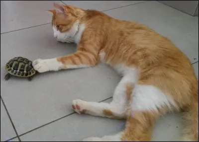 "Si cette bestiole est gentille avec moi...
 Je serai doux
Comme un matou velours, un cachou 
À l'abri lovés dans notre igloo 
Couché, debout, sens dessus dessous 
Grand manitou de tous vos tabous 
Si doux." 
Qui chante cette chanson ?