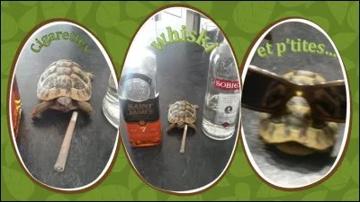 Qui a chanté "Cigarettes whisky et p'tites pépées" ?