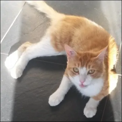 "Qu'est-ce qu'elle fait, qu'est-ce qu'elle a, qui c'est cette bête-là ? 
Complètement toquée, cette bête-là, complètement gaga
Elle a une drôle de tête..." 
Qui chante cette chanson dont certaines paroles ont été modifiées ?