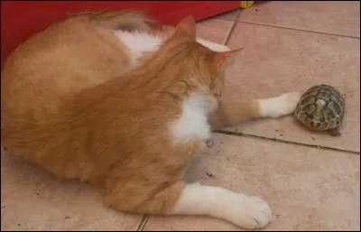 Que va-t-elle faire ? La voilà qui va au bord de la piscine !
"Je récupère
La foi d'un enfant 
Dans une part de mon cur
J'étais insouciant et sauvage. 
Dis-lui que je l'aime, Ouais 
Je retrouve ma tranquillité d'esprit." 
Qui chante cette chanson dont certaines paroles ont été modifiées ?