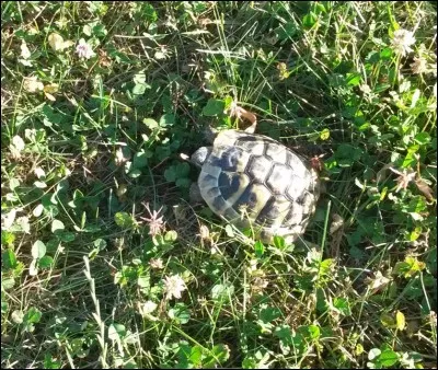 "Salut, mon ami le chat ! 
Je retourne dans le Loir-et-Cher
ces gens-là ne font pas de manières
Ils passent tout l'automne à creuser des sillons
À tourner des hectares de terre" 
Qui chante cette jolie chanson dont quelques paroles ont été changées ?