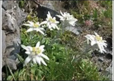 Quel est l'autre nom de l'édelweiss ?