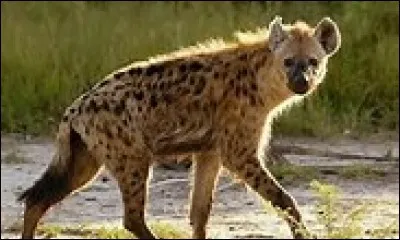 Quel est ce mammifère capable de broyer des os d'éléphant et de girafe ?