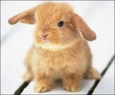 Comment appelle-t-on l'élevage de lapins domestiques ?