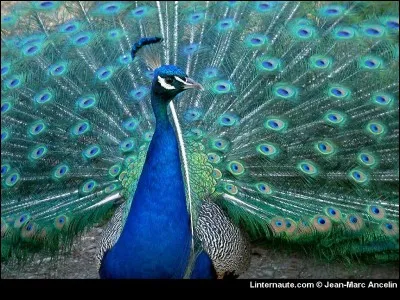 C'est un nom d'oiseau, on l'écrit :
