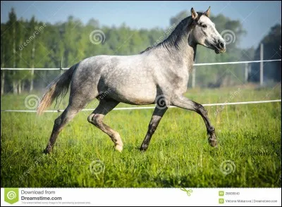 Combien d'amplitudes existe-t-il au trot ?