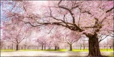 Au Japon, le cerisier est très répandu. Comment le nomme-t-on ?
