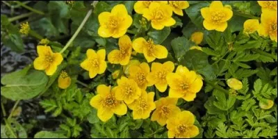 Quel est l'autre nom du bouton d'or ?