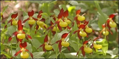 Quelle est la période de floraison du sabot de Vénus ?