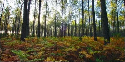 Parmi ces départements, lequel d'entre eux est le plus boisé ?