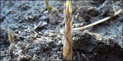 Les jeunes pousses de bambous s'appellent :