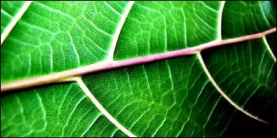 Qu'est-ce qui donne leur couleur verte aux plantes ?