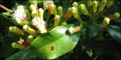 D'où est originaire le giroflier ?