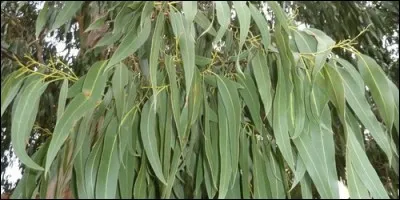 À quelle famille appartient l'eucalyptus ?