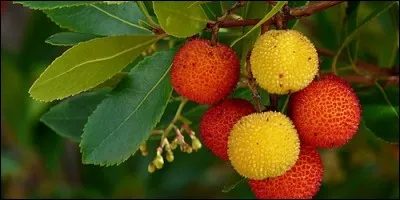 Pourquoi dit-on que l'arbousier est considéré comme une espèce pyrophile ?