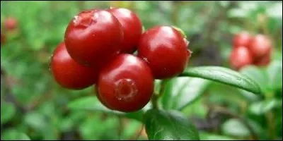 Quel est l'autre nom de l'atoca ?