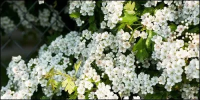 Quelle plante est communément surnommée "épine blanche" ?