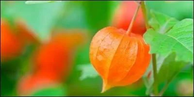 Comment peut-on aussi appeler l'alkékenge ?