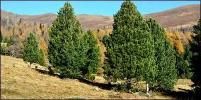 Où trouve-t-on principalement les arols ?