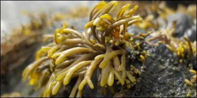 Comment appelle-t-on la science qui étudie les algues ?