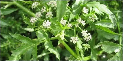 L'ache est un forme de céleri.