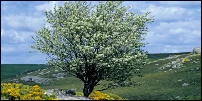 De quelle couleur est l'alise, fruit de l'alisier ?