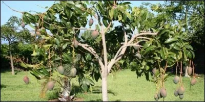 Laquelle de ces plantes appartient à la famille des Anacardiacées ?