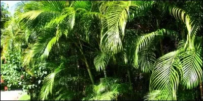 Comment sont les feuilles de l'arec ?