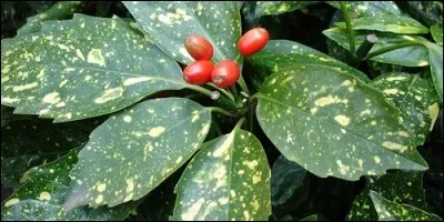 De quel pays est originaire la variété d'aucuba la plus connue ?